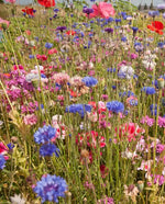 Northeast Native & Naturalized Wildflower Mix