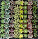 Bulk Succulent Plants